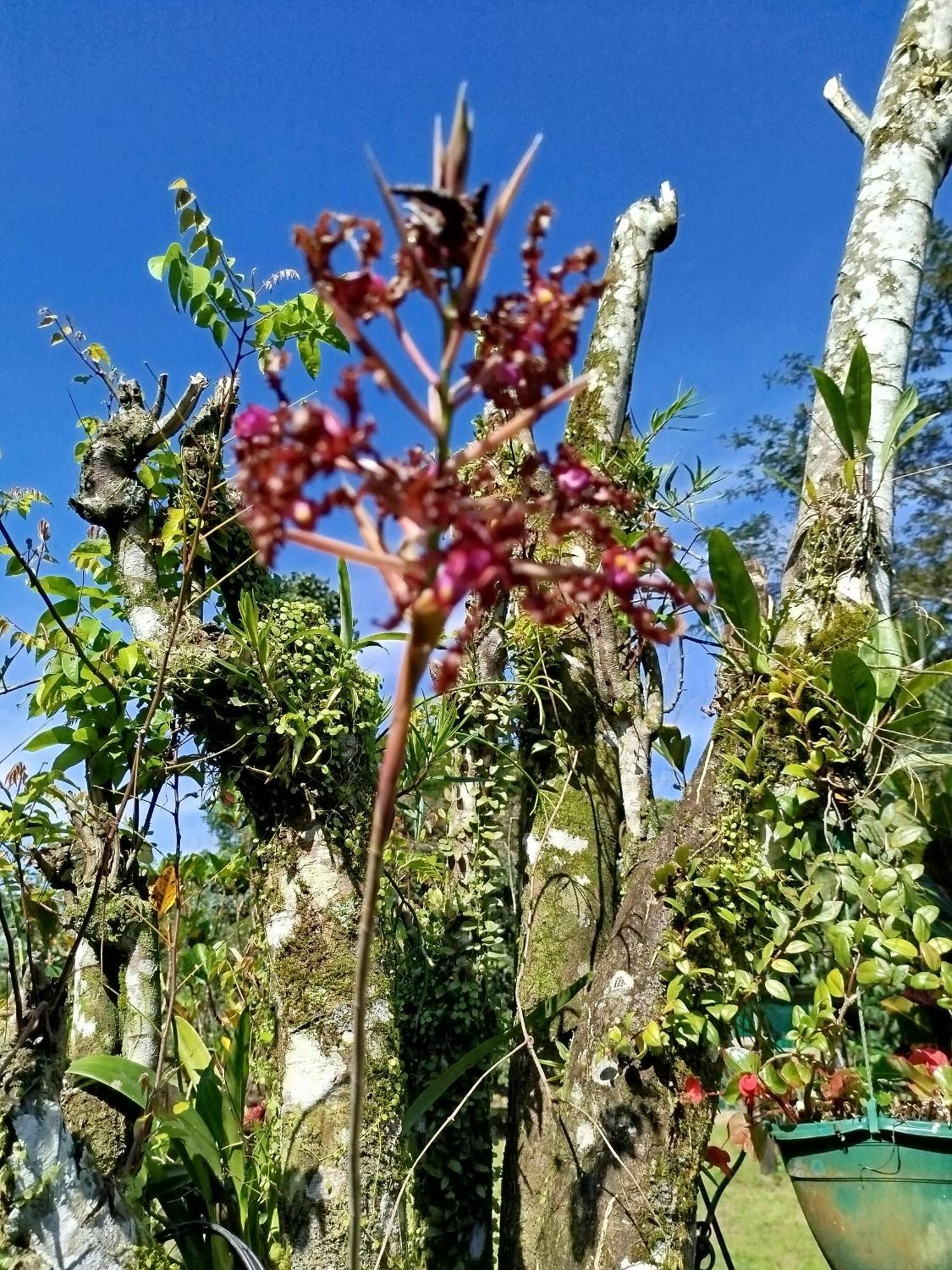 Paraiso Verde Siqurres Da Alegria Εξωτερικό φωτογραφία