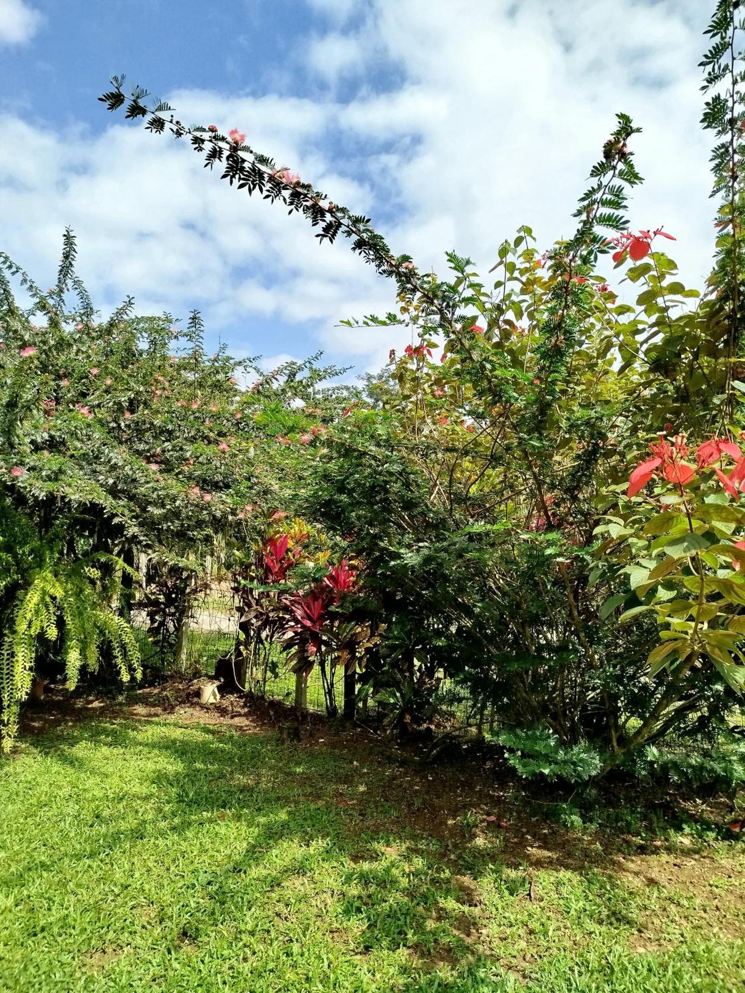 Paraiso Verde Siqurres Da Alegria Δωμάτιο φωτογραφία